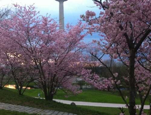 Prisma Freizeit 16.04.: Kirschblütenspaziergang